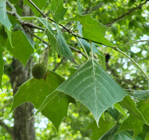 Sycamore Fruit